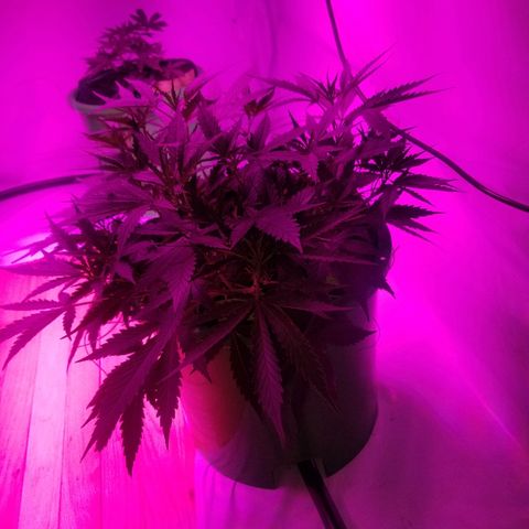 Kracken #2 growlog timeline photo