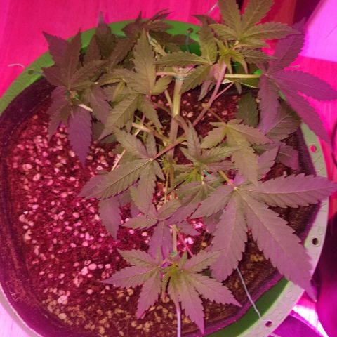 Bam Bam #3 growlog timeline photo