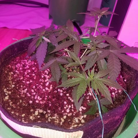 Bam Bam #3 growlog timeline photo