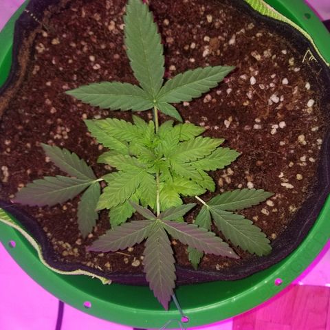 Bam Bam #1 growlog timeline photo