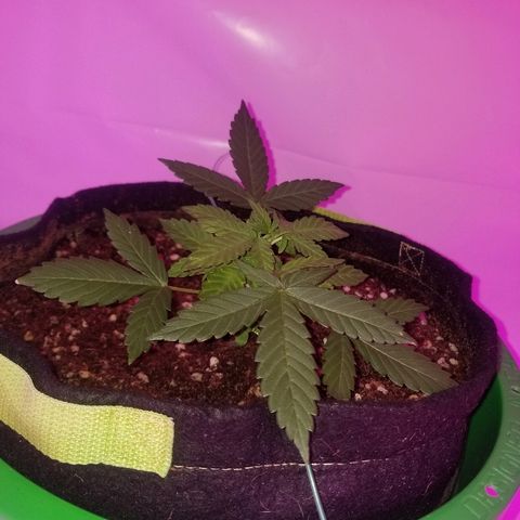Bam Bam #1 growlog timeline photo