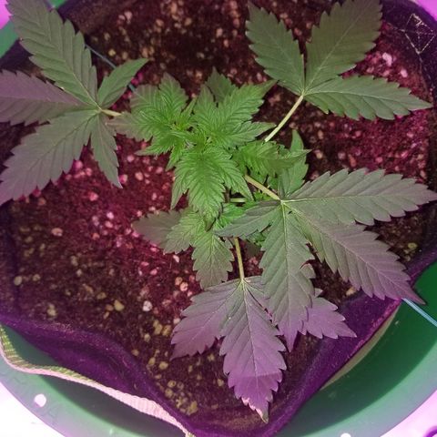Bam Bam #2 growlog timeline photo