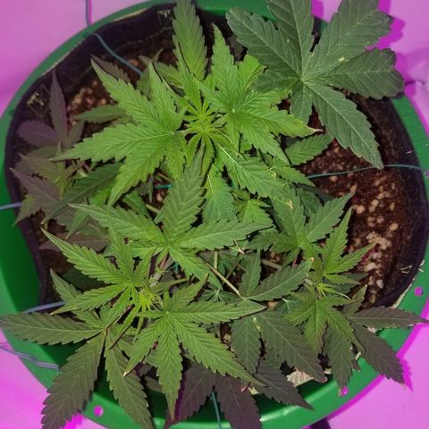 Do Si Dos Auto growlog timeline photo
