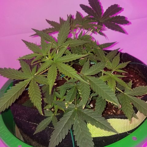 Do Si Dos Auto growlog timeline photo