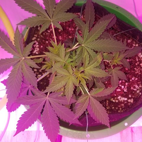 G14 #1 growlog timeline photo
