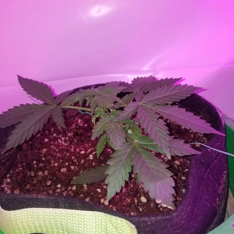 Bam Bam #2 growlog timeline photo
