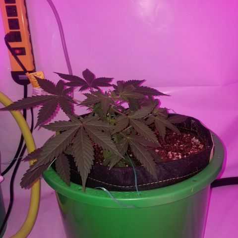 G14 #1 growlog timeline photo
