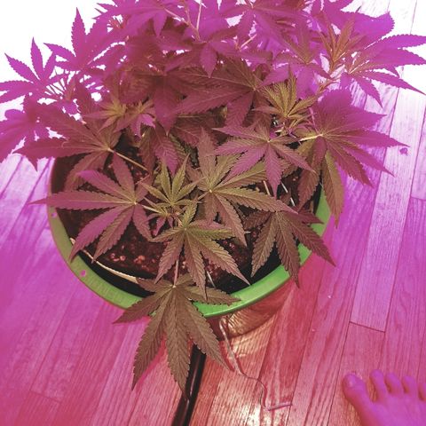 Bubblegum breath  #1 growlog timeline photo