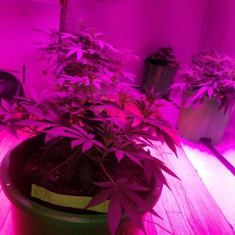 Bubblegum breath  #1 growlog timeline photo
