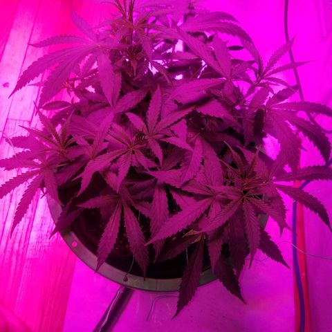 Bubblegum breath  #2 growlog timeline photo