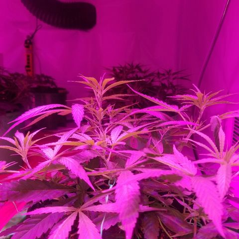 Bubblegum breath  #2 growlog timeline photo
