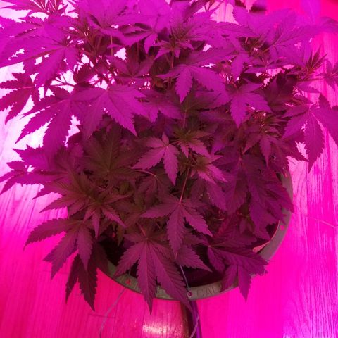 Bitchen Camaro  growlog timeline photo