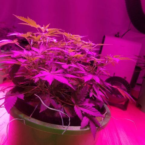 Bitchen Camaro  growlog timeline photo