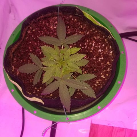 Bam Bam #1 growlog timeline photo