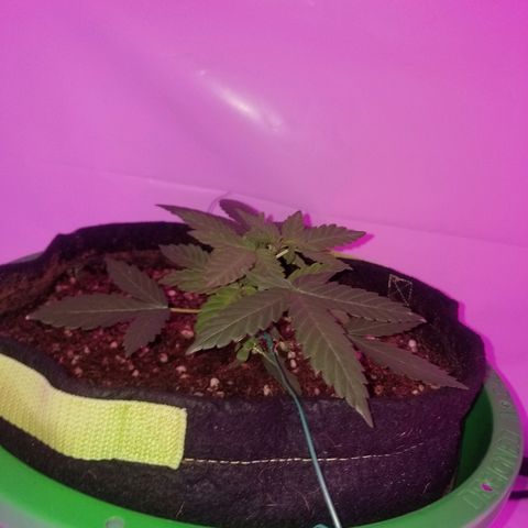 Bam Bam #1 growlog timeline photo