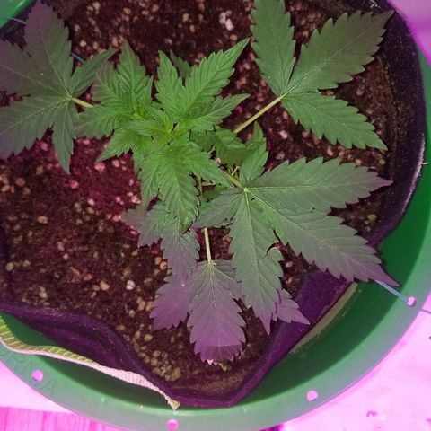 Bam Bam #2 growlog timeline photo