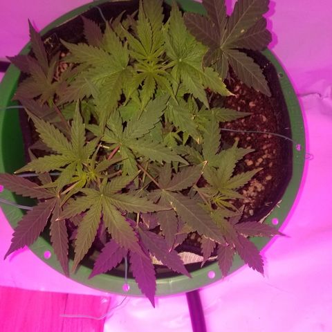 Do Si Dos Auto growlog timeline photo