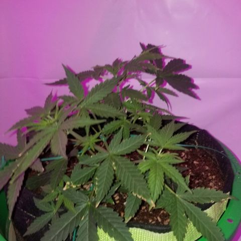 Do Si Dos Auto growlog timeline photo