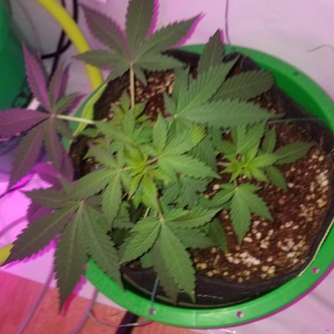 G14 #1 growlog timeline photo