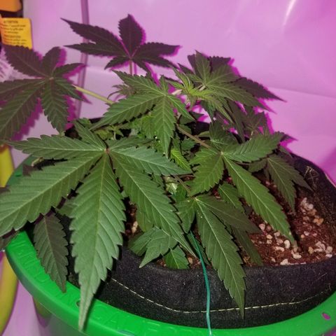G14 #1 growlog timeline photo