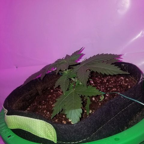 Bam Bam #2 growlog timeline photo
