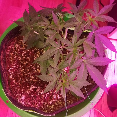 Bam Bam #3 growlog timeline photo