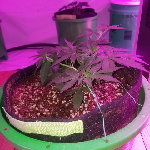 Bam Bam #3 growlog timeline photo