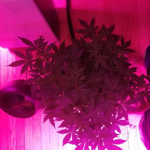 Kracken #1 growlog timeline photo