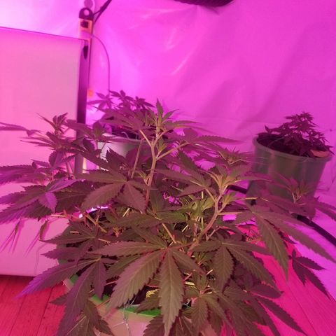 Kracken #1 growlog timeline photo