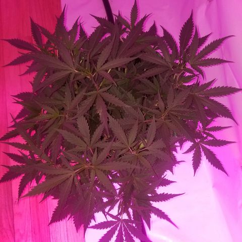 Kracken #2 growlog timeline photo