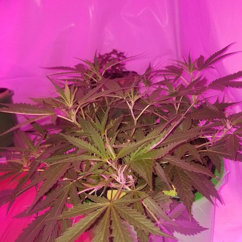Kracken #2 growlog timeline photo