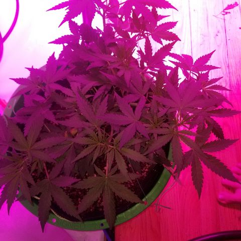 White widow  #1 growlog timeline photo