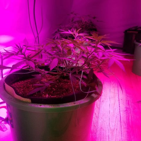 White widow  #1 growlog timeline photo