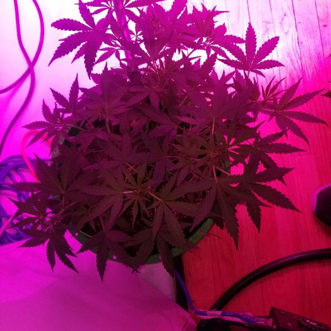 White widow  #1 growlog timeline photo