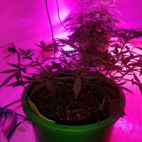 White widow  #1 growlog timeline photo