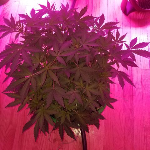 Bitchen Camaro  growlog timeline photo