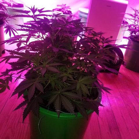 Bitchen Camaro  growlog timeline photo