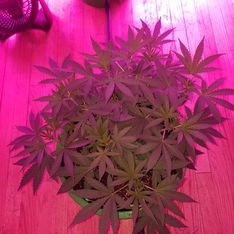 Bubblegum breath  #1 growlog timeline photo