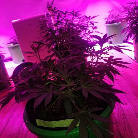 Bubblegum breath  #1 growlog timeline photo