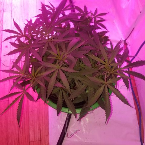 Bubblegum breath  #2 growlog timeline photo