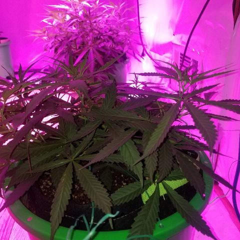 Bubblegum breath  #2 growlog timeline photo