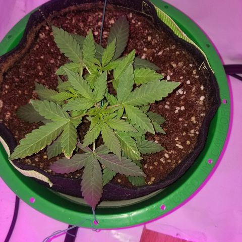 Bam Bam #1 growlog timeline photo