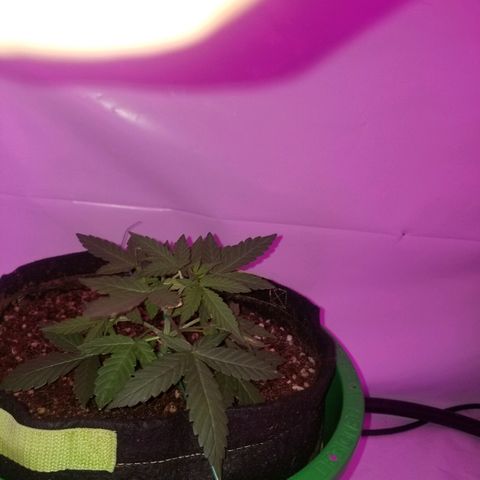 Bam Bam #1 growlog timeline photo
