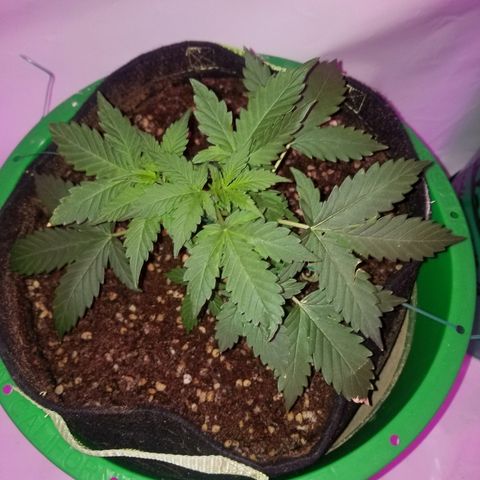 Bam Bam #2 growlog timeline photo