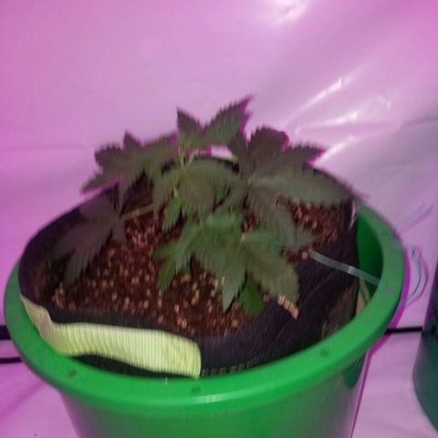 Bam Bam #2 growlog timeline photo