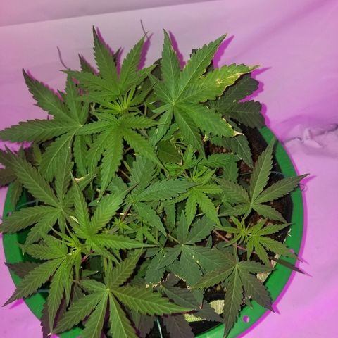 Do Si Dos Auto growlog timeline photo