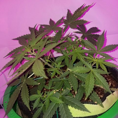 Do Si Dos Auto growlog timeline photo