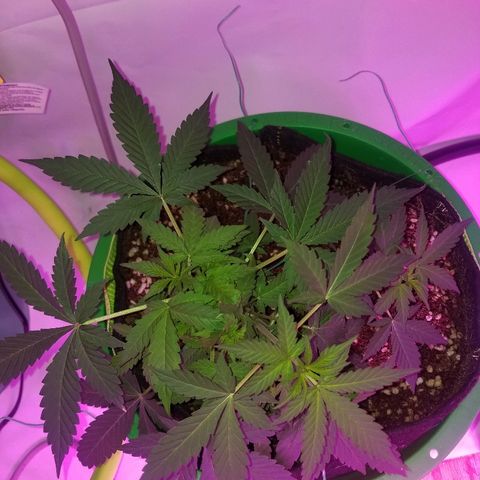 G14 #1 growlog timeline photo