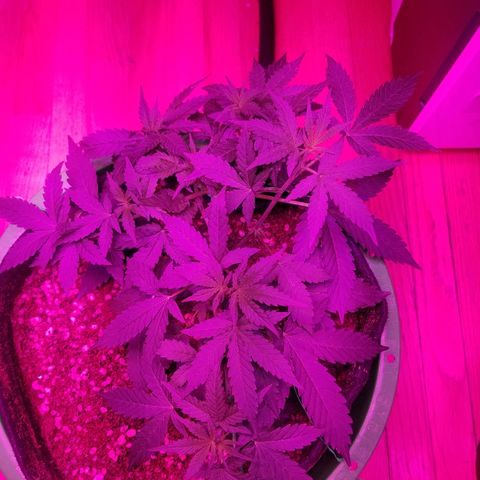 Bam Bam #3 growlog timeline photo