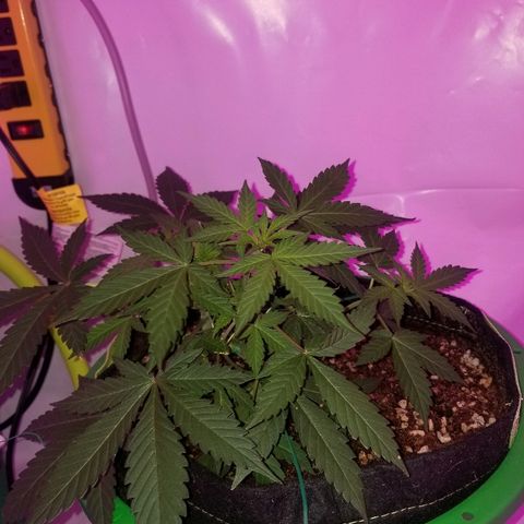 G14 #1 growlog timeline photo